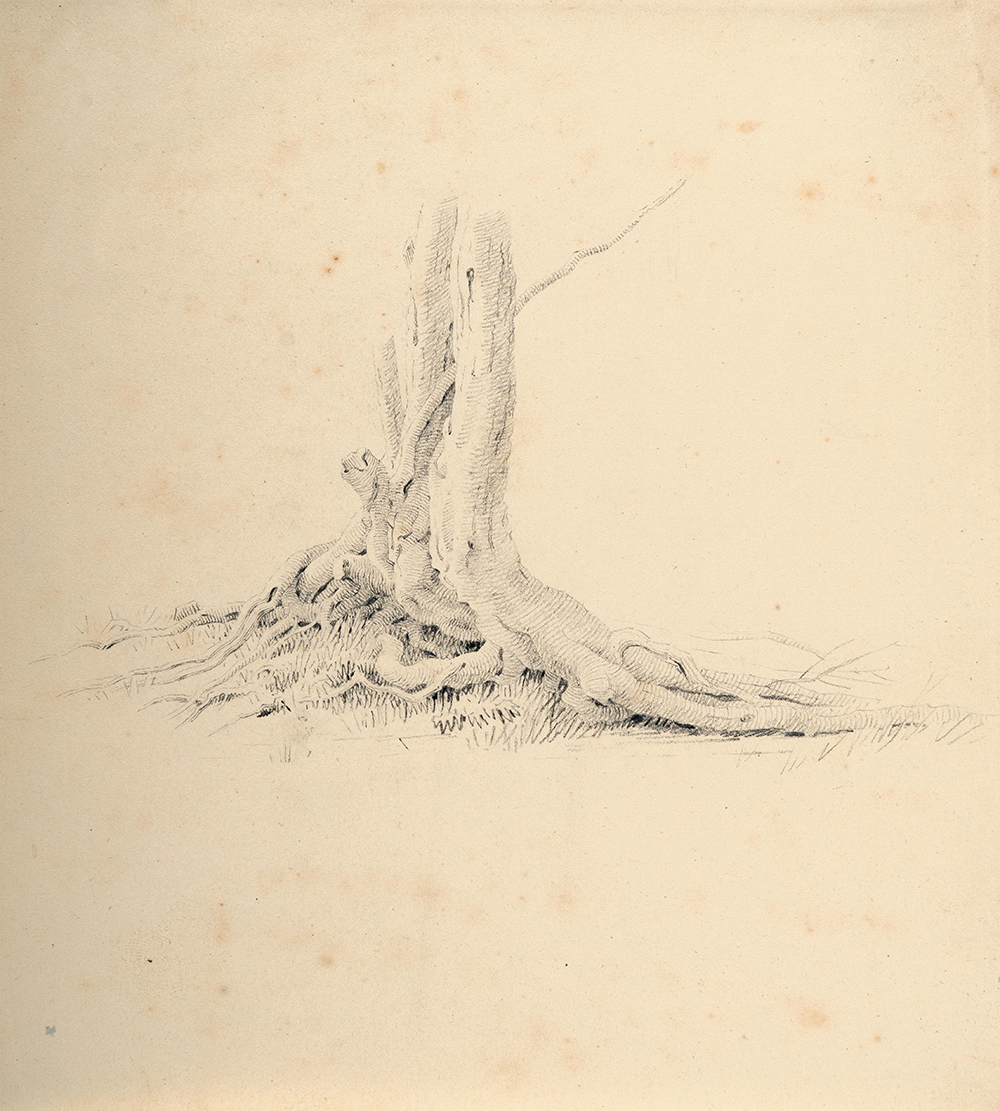 Caspar David Friedrich, Wurzelbereich einer Erle, um 1808, Bleistift auf Velin © Hegenbarth Sammlung Berlin