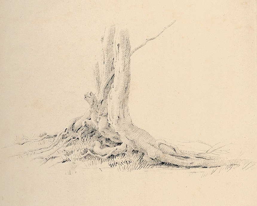 Caspar David Friedrich, Wurzelbereich einer Erle, um 1808, Bleistift auf Velin © Hegenbarth Sammlung Berlin